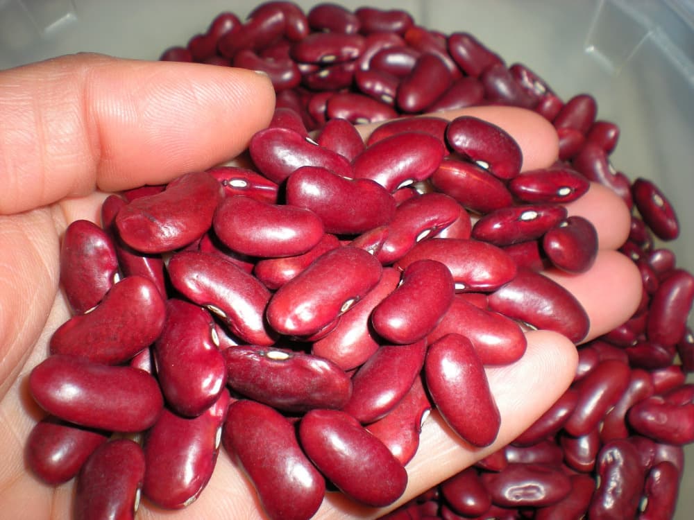 Red kidney beans raw kidney beans